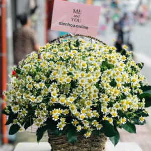 gio-hoa-cuc-tana-net-dep-dong-noi-040321